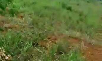 Imagem 5: Fazenda 680 alqueires / Peixe , Tocantins