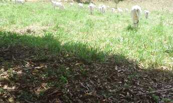 Imagem 7: Fazenda Ubaíra Bahia 638 Tarefas - Rio Nascentes Riacho Reg. Santo Antônio de Jesus Oportu