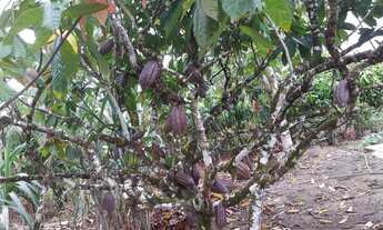 Imagem 6: Sítio à 9km de Laje/Ba