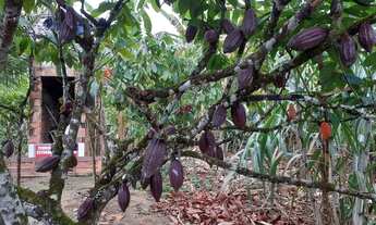 Imagem 9: Sítio à 9km de Laje/Ba