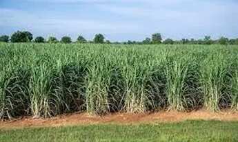 Imagem: Sítio com 93 em Cana em Floreal