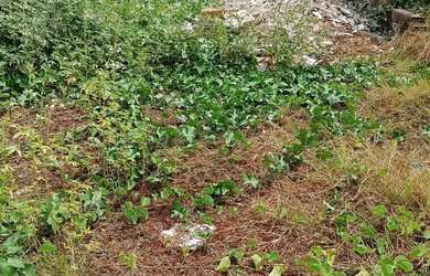 Imagem 2: Vendo terreno Terreno / lote com venda por R$25.000