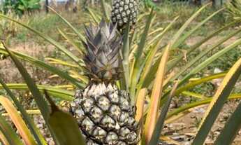 Imagem 3: Chacara (leia anuncio