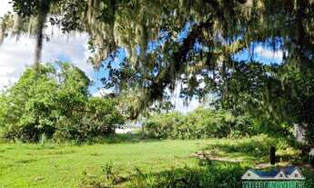 Imagem 7: Sítio com água corrente e estrondosa figueira, Águas Claras