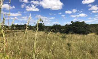 Imagem 5: Excelente fazenda em terra de cultura em 100 hectares