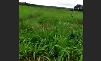 Imagem 4: Fazenda 680 alqueires / Peixe , Tocantins