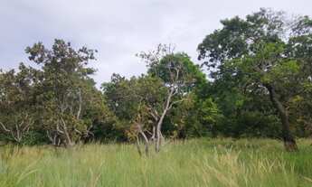 Imagem: Fazenda com 3000 hectares Bonfim/RR a 70