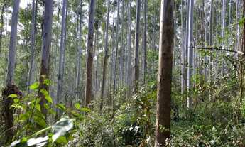 Imagem 6: Terreno com eucalipto plantado 57 hectares em Gravatal SC