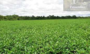 Imagem 2: Fazenda na Região de Alvorada -TO com 2.950 hec (605 alqs