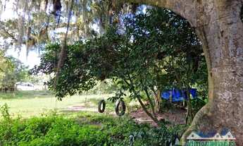 Imagem 5: Sítio com água corrente e estrondosa figueira, Águas Claras