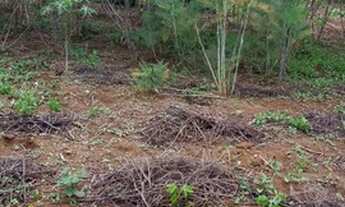 Imagem 3: Lote/Terreno para venda com 276 metros quadrados em Bosque dos Eucaliptos - São José dos C