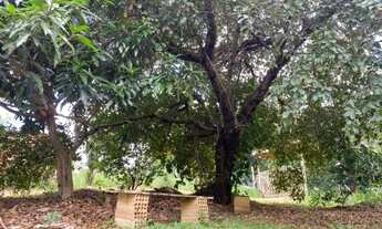 Imagem 6: Chale,piscina em area de 1.000² plana, terra para plantio, Serra do Cipo