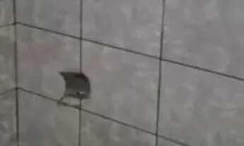 Imagem 7: Sobrado com 3 quartos para alugar por R$ 2700.00, 130.00 m2 - VILA MARUMBY - MARINGA/PR