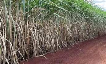 Imagem 3: Fazenda à venda, 1155790 m² por R$ 17.417.600,00 - Zona Rural - Barretos/SP