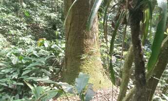 Imagem 7: 100 mil mts quadrados 350 mil reais