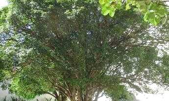 Imagem 5: Casa com 5 dormitórios à venda, 240 m² por R$ 6.274.500,00 - Cambuí - Campinas/SP