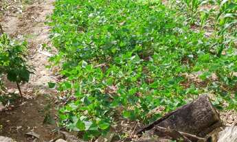 Imagem 5: MiniChácara/Terreno 1170m² Mairiporã! C/ Edícula, Pomar e água, luz . 25Km de SP