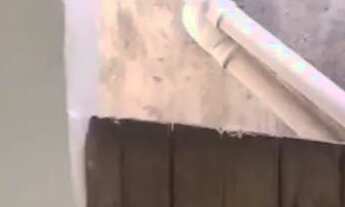 Imagem 7: Aluga-se casa no curado 1