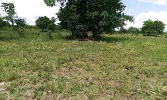 Imagem 4: Fazenda dupla aptidão com 243 hectares na região da terra vermelha 4 km do distr