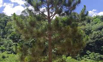 Imagem 2: Monte Sua Chácara ou Imóvel para Airbnb em São Roque Lotes à Venda