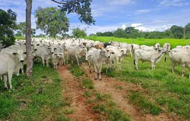 Imagem 5: Fazenda com 91 hectares banhando pelo rio Cuiabá no Município da cidade de Acori