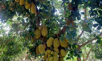 Imagem 4: Chacara (leia anuncio