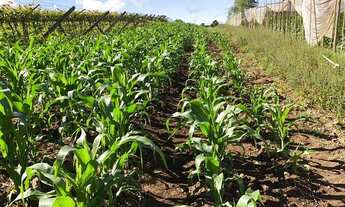 Imagem: Chácara Em São Miguel Arcanjo