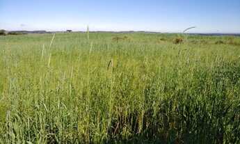 Imagem 3: Lapa - 50 Alqueires - Plantando 18 alqueires