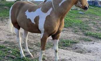 Imagem 6: Condomínio Gravatá pe country Village