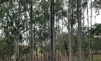 Imagem 2: Fazenda/Sítio/Chácara para venda com 24200 metros quadrados em PORTO FELIZ - Porto Feliz