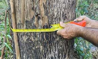 Imagem 3: Terreno com eucalipto plantado 57 hectares em Gravatal SC