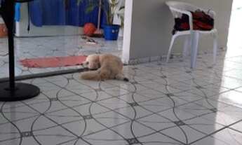 Imagem 3: Casa Documentada. 210 mil " Ananindeua " Jardim Amazonia II