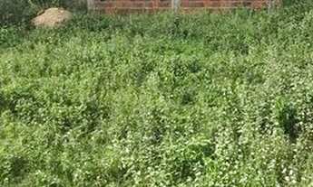 Imagem 2: Vende-se terreno medindo 7x20