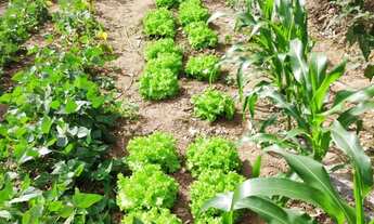 Imagem 3: MiniChácara/Terreno 1170m² Mairiporã! C/ Edícula, Pomar e água, luz . 25Km de SP