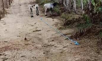 Imagem 2: Terreno sítio Chácara com venda por R$130.000