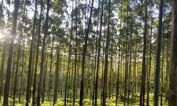Imagem 5: Terreno com eucalipto plantado 57 hectares em Gravatal SC