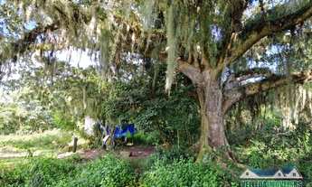 Imagem 4: Sítio com água corrente e estrondosa figueira, Águas Claras