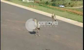 Imagem 4: Terreno - Loteamento Residencial Pedra Alta (Sousas) - Campinas