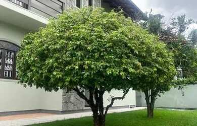 Imagem 2: Vendo casa no pantanal próximo a UFSC