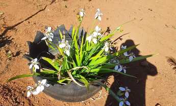 Imagem 5: Chácara condomínio Estância Bela Vista