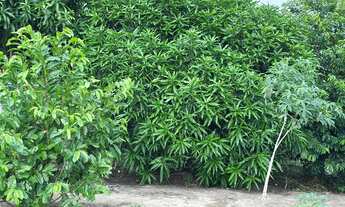 Imagem 4: Chácara Chácara com venda por R$100.000