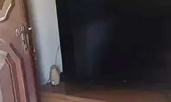 Imagem 4: Imóvel para venda tem 46 metros quadrados com 1 quarto em Taquara - Rio de Janeiro - RJ