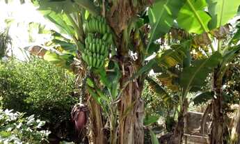 Imagem 6: Chácara em Rua José Ruiz Martins - Mogi das Cruzes - Mogi das Cruzes/SP