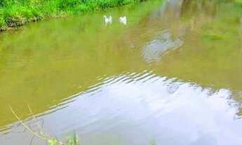 Imagem 4: Linda fazenda com 200 mil metros com nascente poço de peixe leia o anuncio