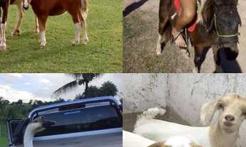 Imagem 5: Fazenda Oásis de Paudalho. Acomodação em camas para até 110 pessoas