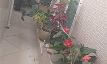 Imagem 5: Sobrado para venda em Santana - São Paulo - SP