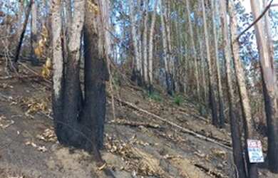 Imagem 4: Terreno em Domingos Martins 6.000m²