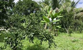 Imagem 5: Sítio para Venda em Flexeiras, Centro, 3 dormitórios, 1 banheiro