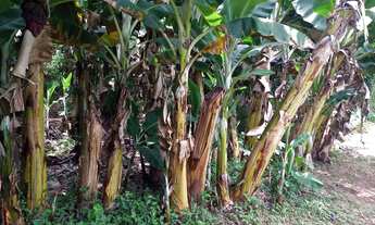 Imagem 3: Terreno 100.000 m. muita água