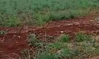 Imagem 2: Terreno em pontal /sertaozinho